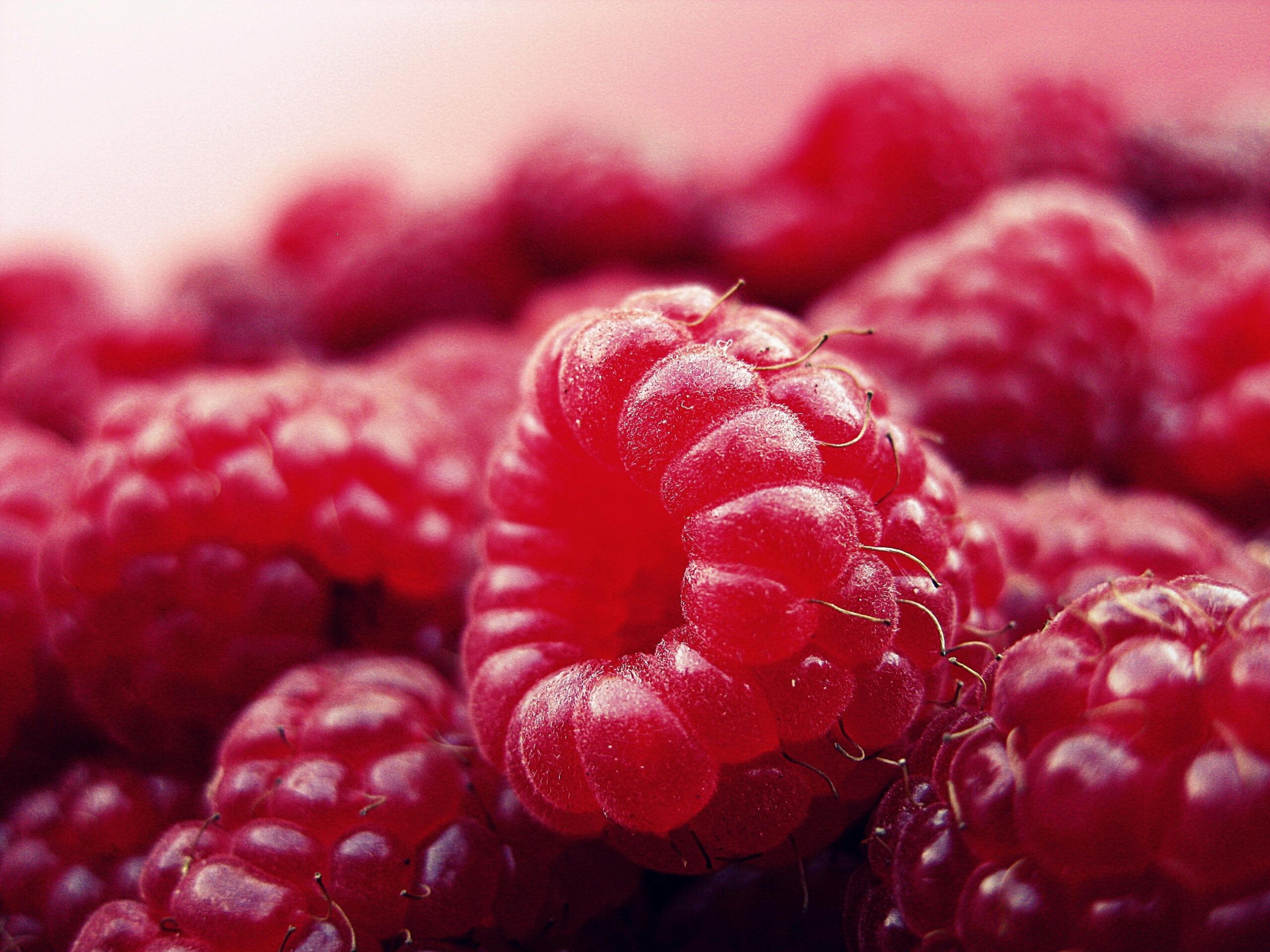 Rote Himbeere